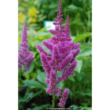 ASTILBE x rosea \'Queen Alexandra\' - Astilbe hybride \'Queen Alexandra\'
