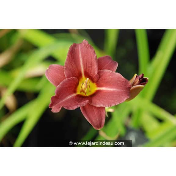 HEMEROCALLIS 'Little Business'