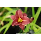 HEMEROCALLIS 'Little Business' HEMEROCALLIS 'Little Business'