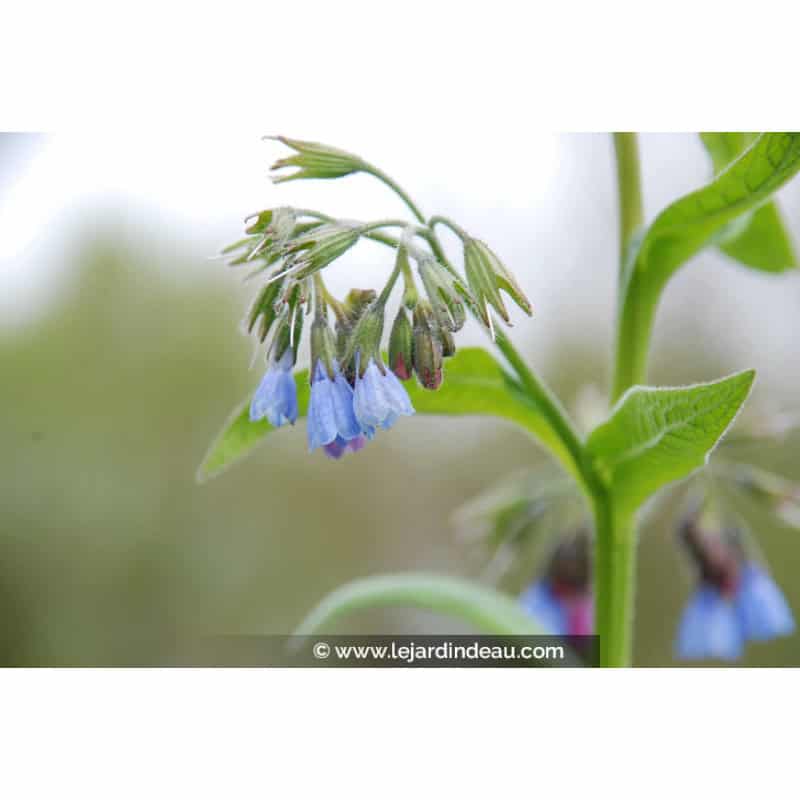 SYMPHYTUM caucasicum SYMPHYTUM caucasicum