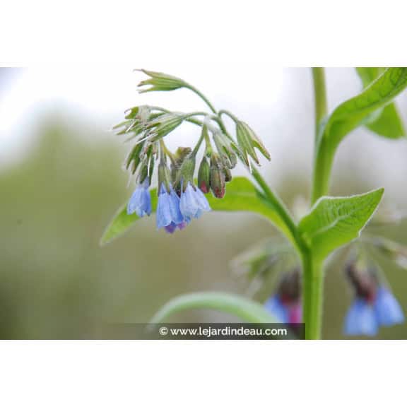 SYMPHYTUM caucasicum