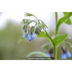 SYMPHYTUM caucasicum SYMPHYTUM caucasicum