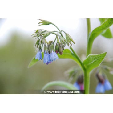 SYMPHYTUM caucasicum - Consoude du Caucase / Grande Consoude / Kaukasus-Beinwell / Comfrey