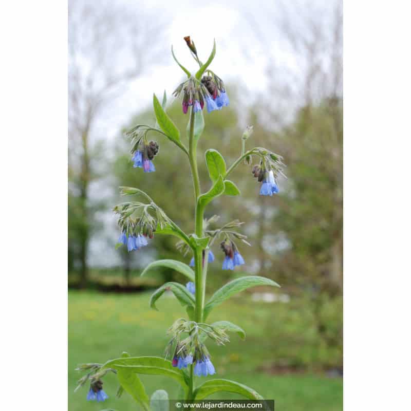 SYMPHYTUM caucasicum SYMPHYTUM caucasicum