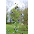 SYMPHYTUM caucasicum SYMPHYTUM caucasicum