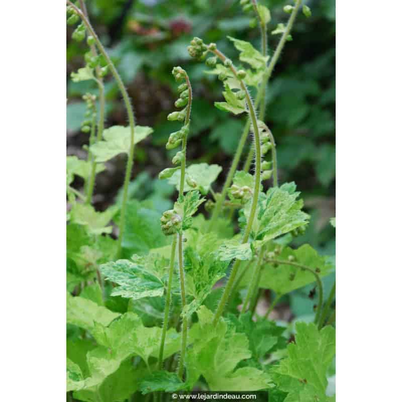 TELLIMA grandiflora 'Delphine' TELLIMA grandiflora 'Delphine'