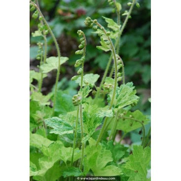 TELLIMA grandiflora \'Delphine\' - Tellime à grande fleur \'Delphine\'