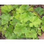TELLIMA grandiflora 'Delphine' TELLIMA grandiflora 'Delphine'
