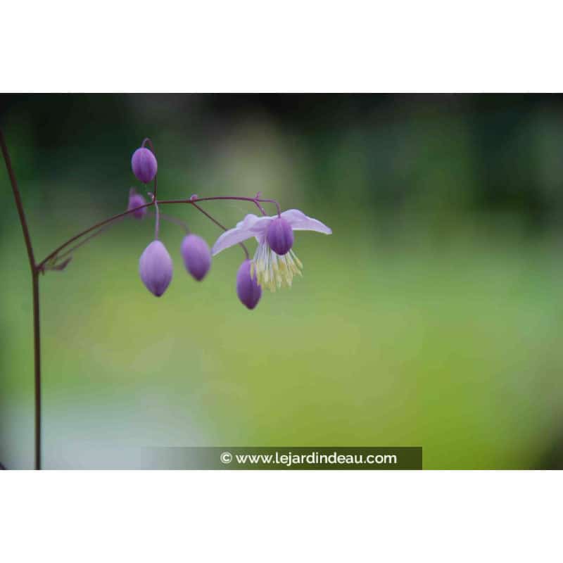 THALICTRUM delavayi
