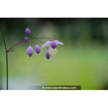 THALICTRUM delavayi - Pigamon