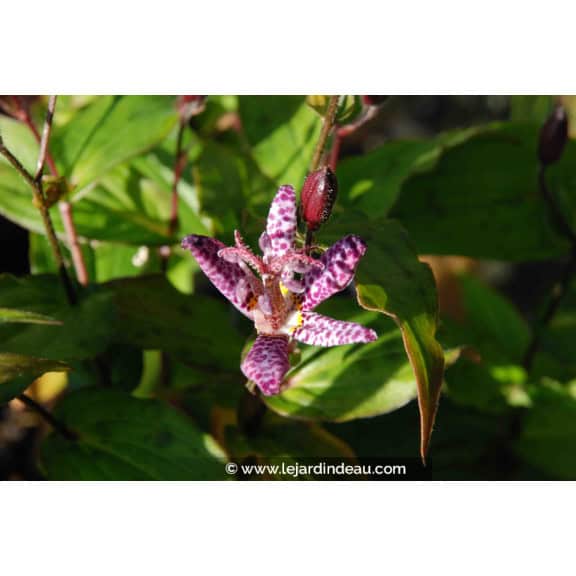Tricyrtis macropoda