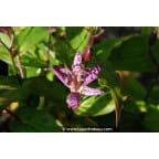 Tricyrtis macropoda Tricyrtis macropoda
