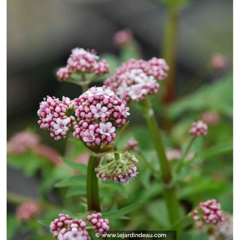 Valeriana dioica Valeriana dioica