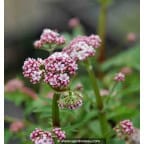 Valeriana dioica Valeriana dioica