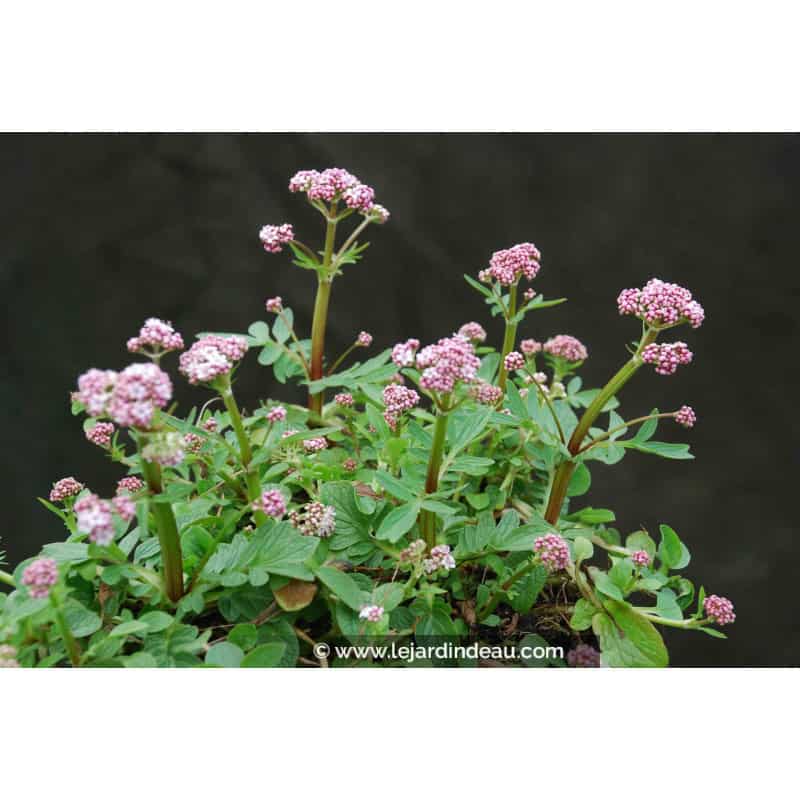 Valeriana dioica Valeriana dioica