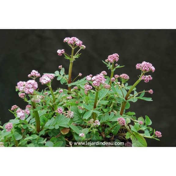 Valeriana dioica