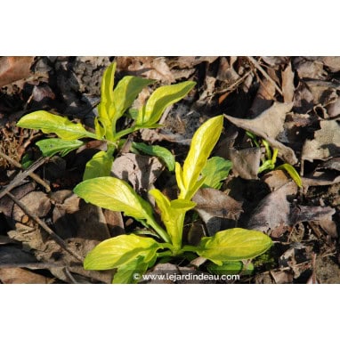 VALERIANA phu \'Aurea\' - Valériane à feuilles jaunes