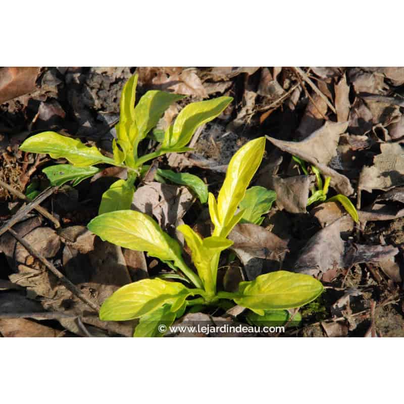 VALERIANA phu 'Aurea' VALERIANA phu 'Aurea'