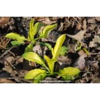 VALERIANA phu 'Aurea' VALERIANA phu 'Aurea'