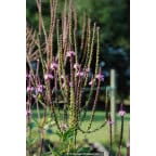 VERBENA hastata 'Rosea' VERBENA hastata 'Rosea'