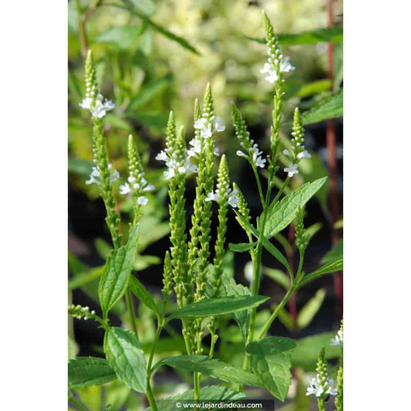 VERBENA hastata 'Alba' VERBENA hastata 'Alba'