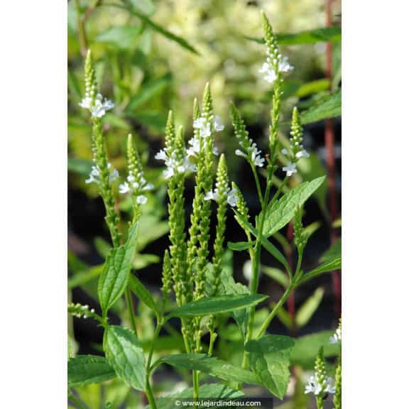 VERBENA hastata 'Alba'