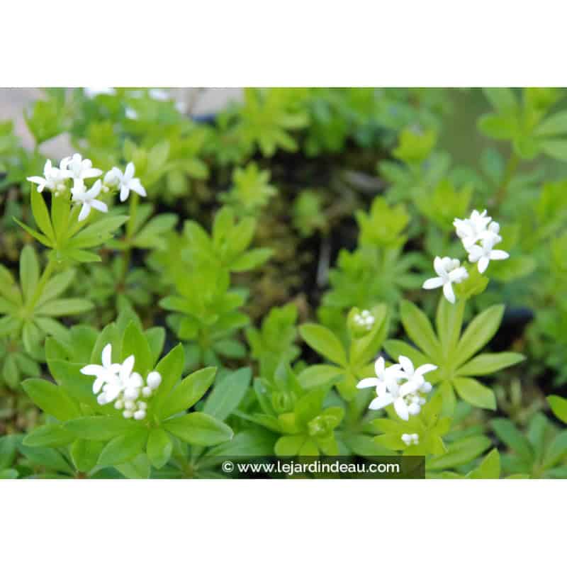 GALIUM odoratum GALIUM odoratum
