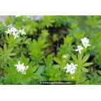 GALIUM odoratum GALIUM odoratum