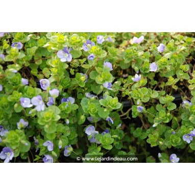 VERONICA filiformis - Véronique filiforme / Ehrenpreis / Speedwell