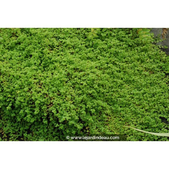 VERONICA filiformis
