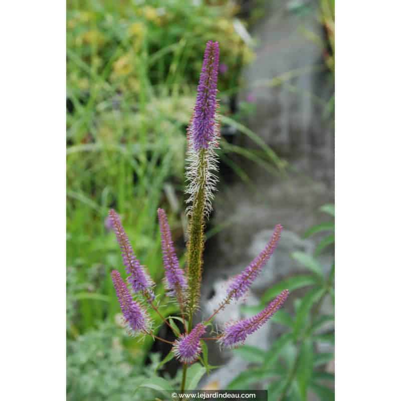 VERONICASTRUM virginicum 'Fascination' VERONICASTRUM virginicum 'Fascination'
