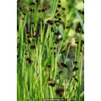 JUNCUS ensifolius JUNCUS ensifolius