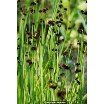 JUNCUS ensifolius - Jonc à feuilles ensiformes