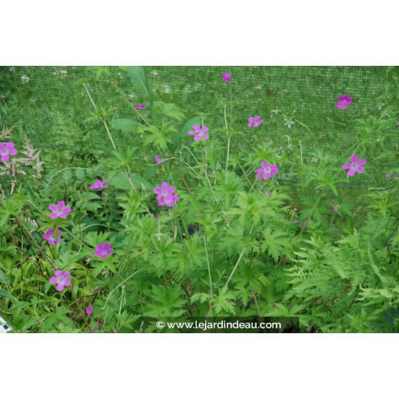 GERANIUM palustre