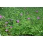 GERANIUM palustre GERANIUM palustre