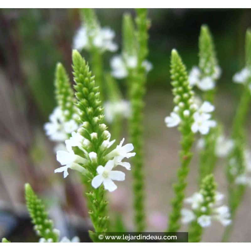 PHYSOSTEGIA virginiana 'Alba' PHYSOSTEGIA virginiana 'Alba'