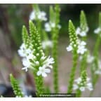 PHYSOSTEGIA virginiana 'Alba' PHYSOSTEGIA virginiana 'Alba'