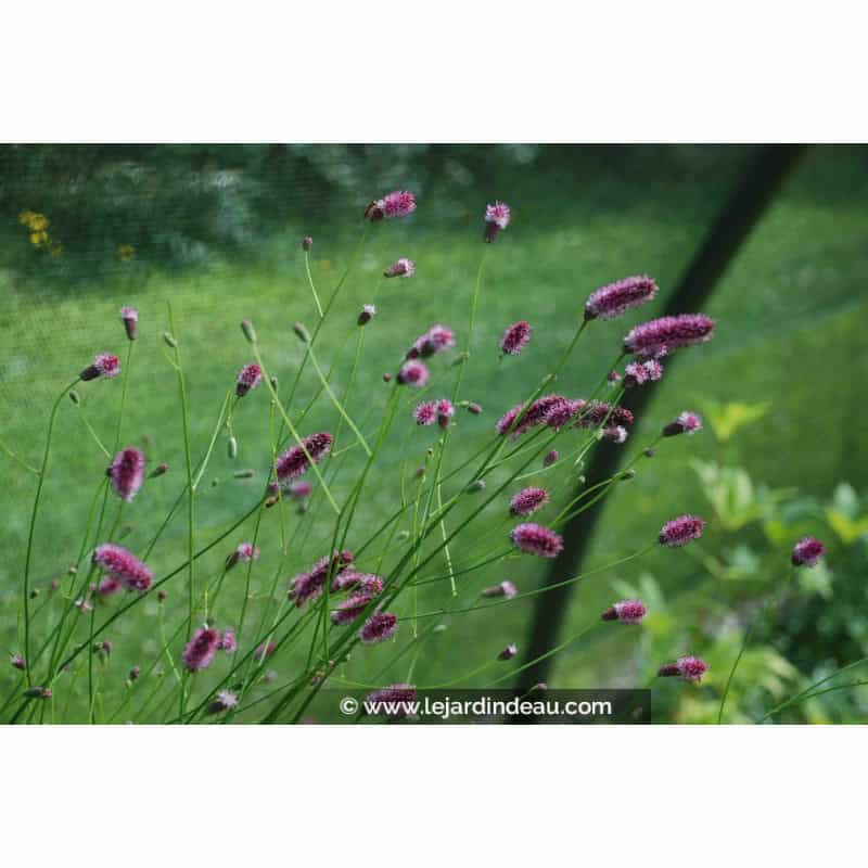 SANGUISORBA officinalis 'Pink Tanna' SANGUISORBA officinalis 'Pink Tanna'