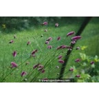 SANGUISORBA officinalis 'Pink Tanna' SANGUISORBA officinalis 'Pink Tanna'