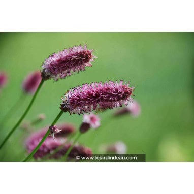SANGUISORBA officinalis \'Pink Tanna\' - Pimprenelle