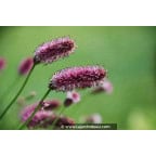 SANGUISORBA officinalis 'Pink Tanna' SANGUISORBA officinalis 'Pink Tanna'