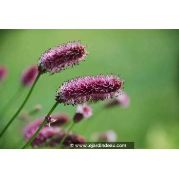 SANGUISORBA officinalis \'Pink Tanna\' - Pimprenelle