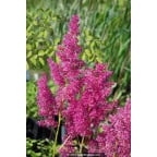 ASTILBE japonica 'Mainz' ASTILBE japonica 'Mainz'