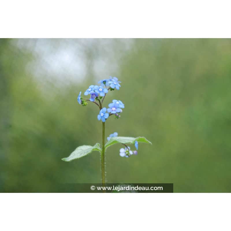 BRUNNERA macrophylla 'Jack Frost' ® BRUNNERA macrophylla 'Jack Frost' ®