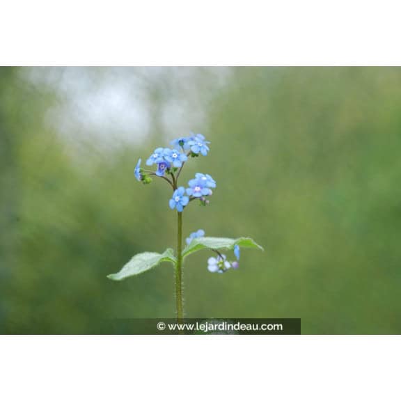 BRUNNERA macrophylla 'Jack Frost' &reg;