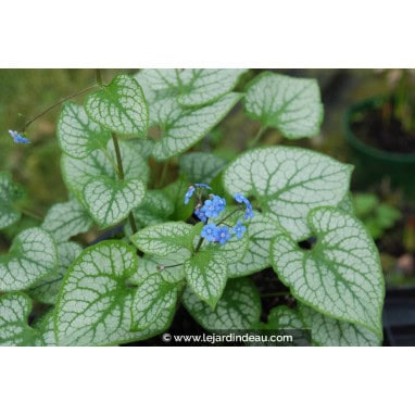 BRUNNERA macrophylla \'Jack Frost\' - Myosotis du Caucase \'Jack Frost\' ®