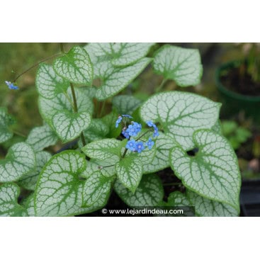 BRUNNERA macrophylla \'Jack Frost\' - Myosotis du Caucase \'Jack Frost\' ®