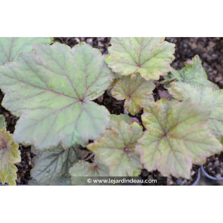 TELLIMA grandiflora 'Rubra'