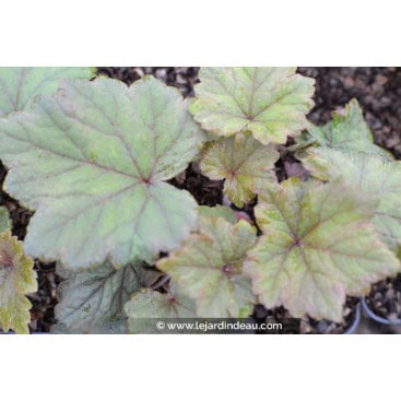 TELLIMA grandiflora \'Rubra\' - Tellime à grande fleur Rouge