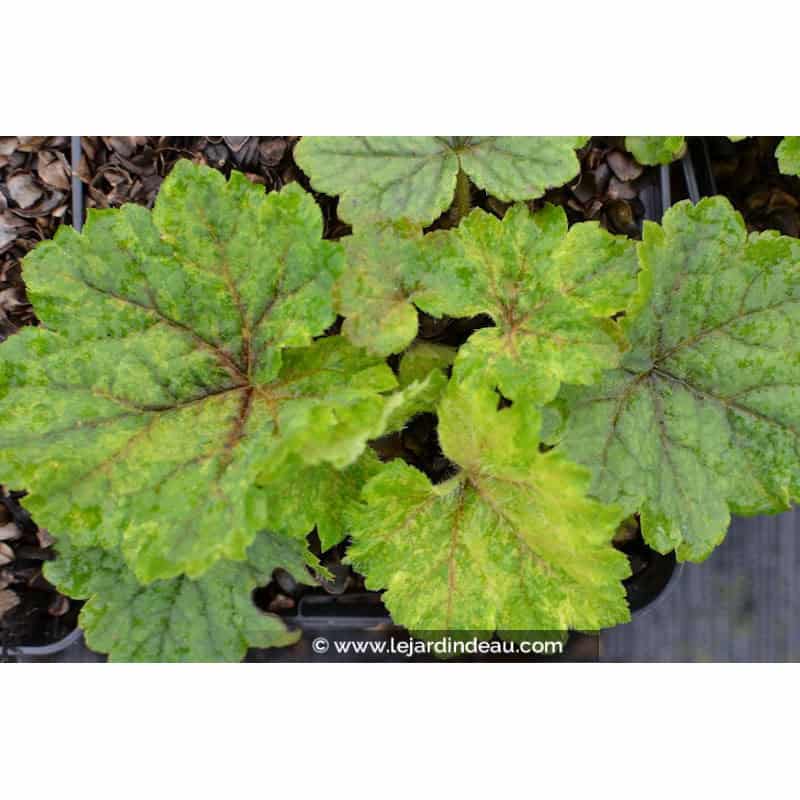TELLIMA grandiflora 'Delphine' TELLIMA grandiflora 'Delphine'